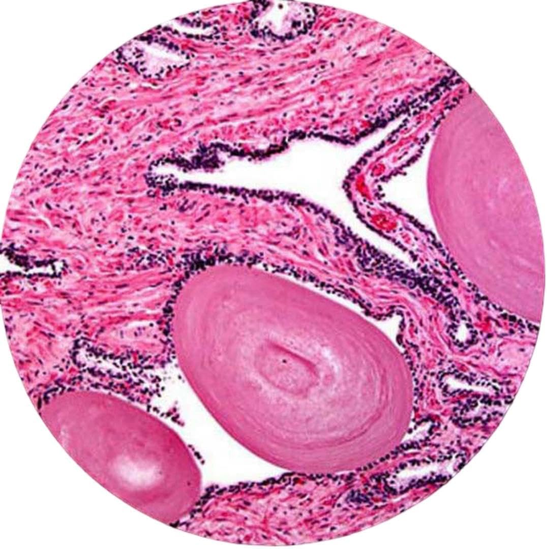 AmScope - 40X-2500X LED Lab Binocular Compound Microscope with 3D-Stage + 50pc Blank Slides + 100 Coverslips - B120C-50P100S