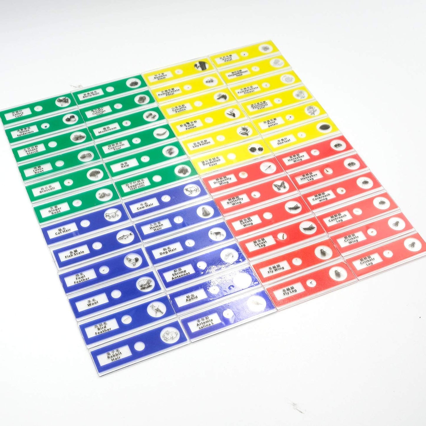 48pcs Prepared Plastic Microscope Slides Biological Specimen with 4 Boxes for Children Student Enlighten Education